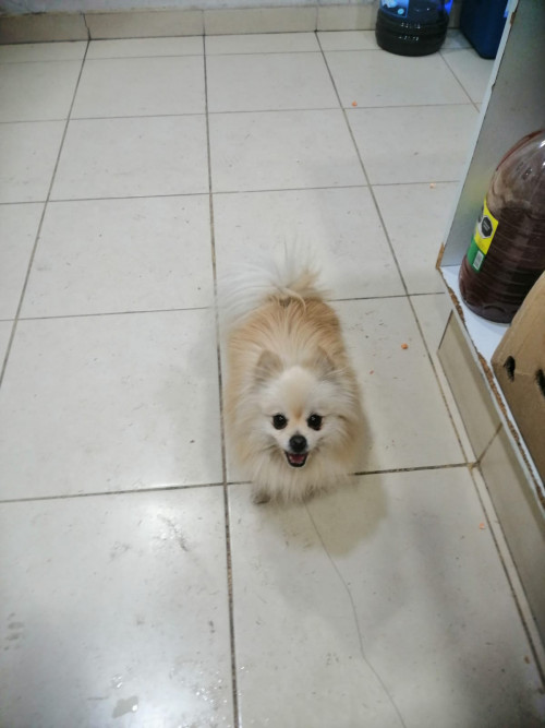 Huevito