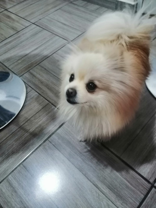 Huevito