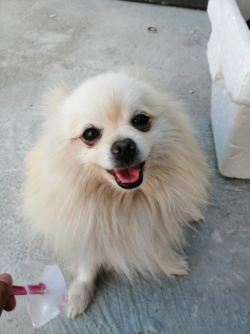 Huevito