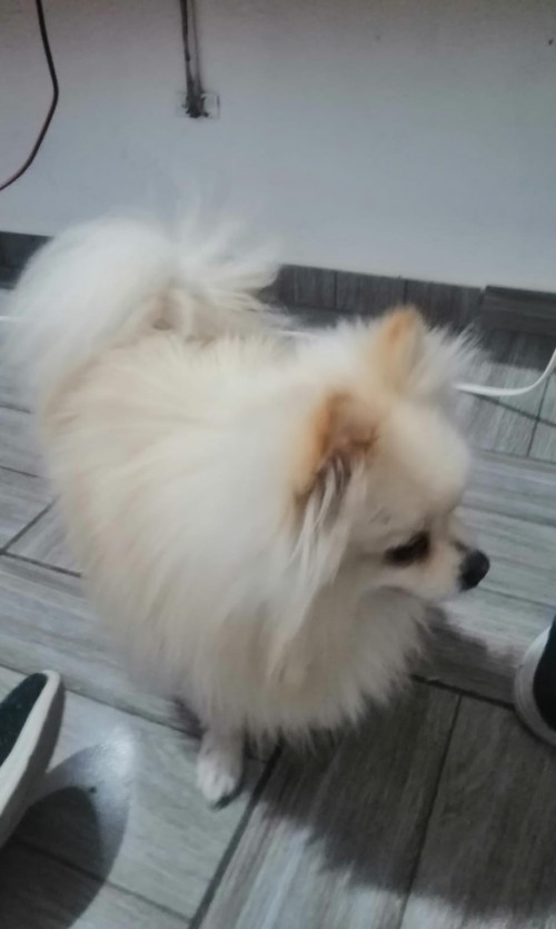 Huevito