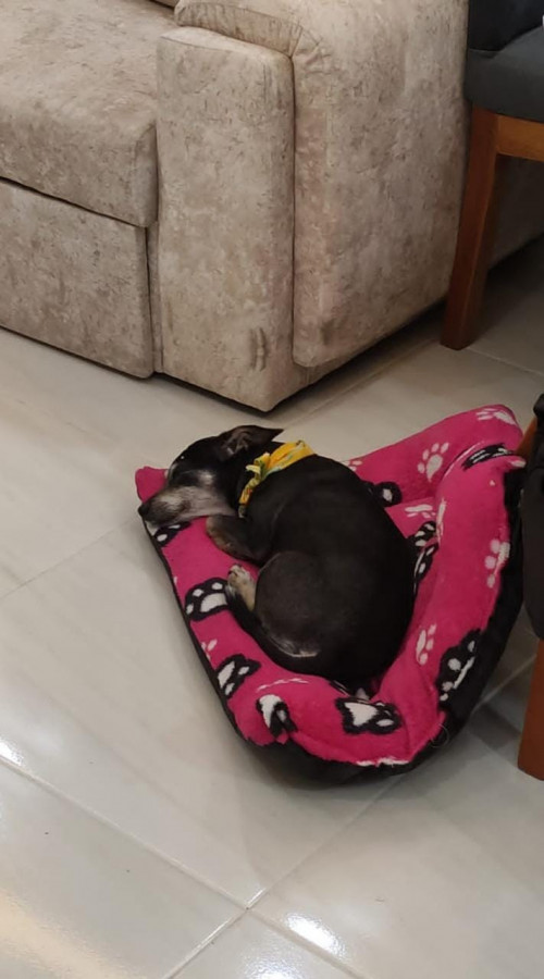 Muñeca