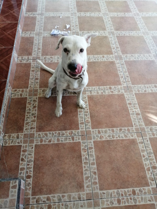 Floki
