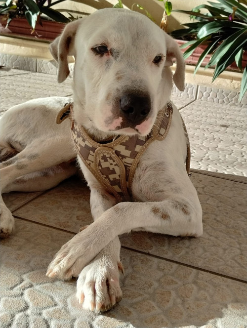 Floki