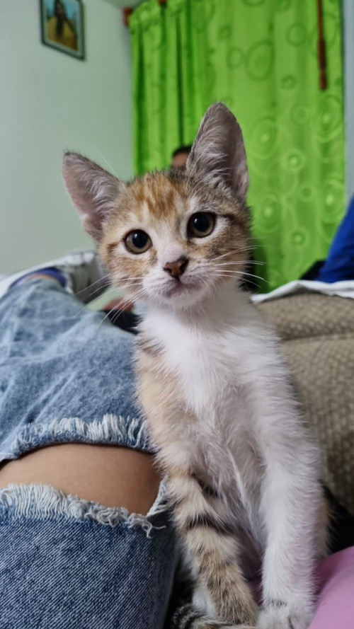 Baileys