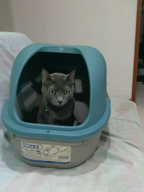 Grey