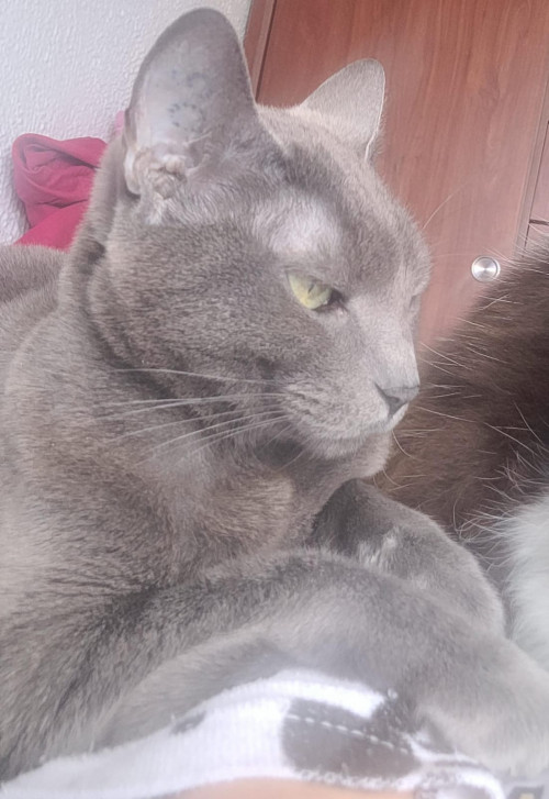 Grey