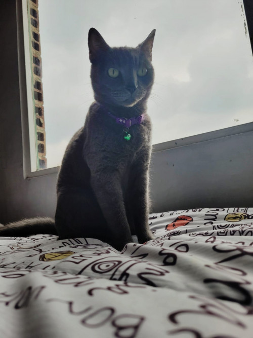 Grey