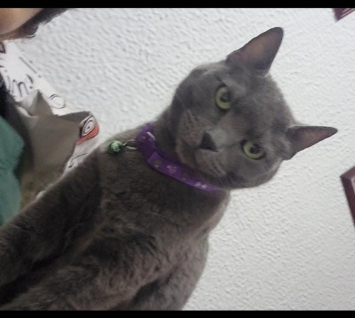 Grey