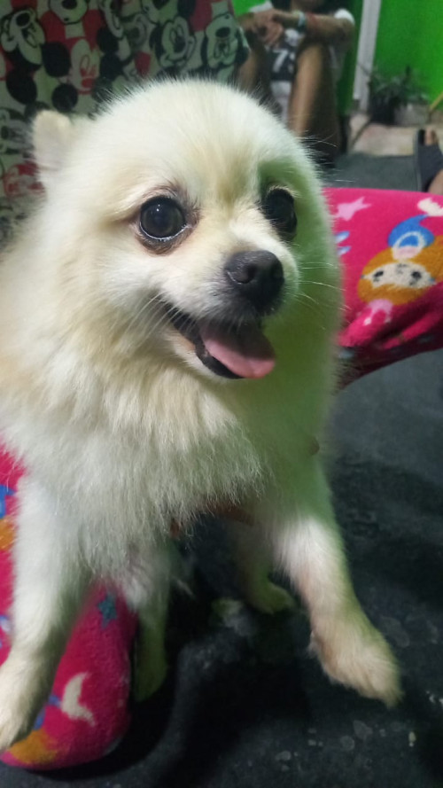 Huevito