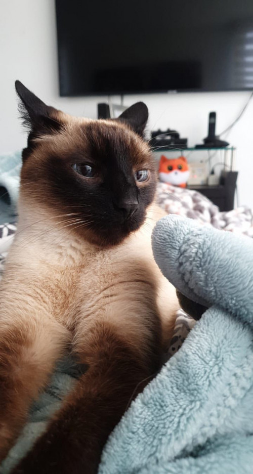 Mylo