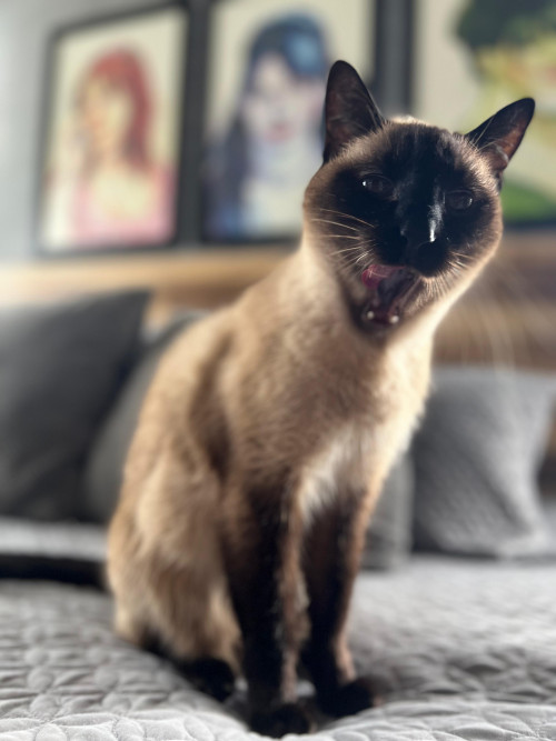 Mylo