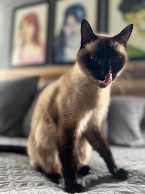 Mylo