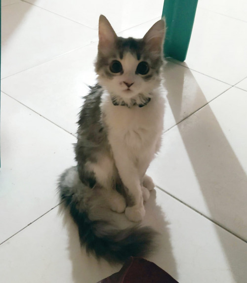 Kira