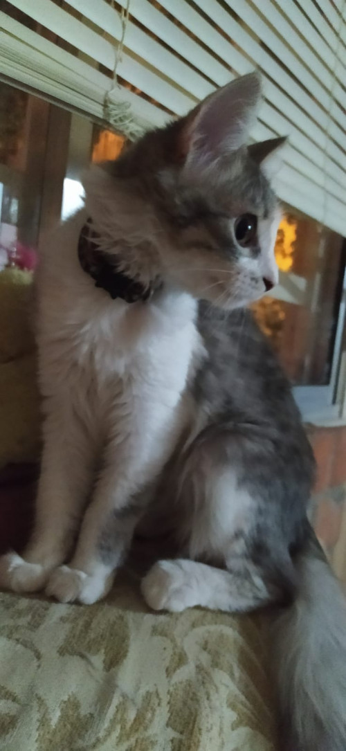 Kira