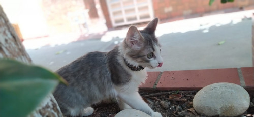 Kira