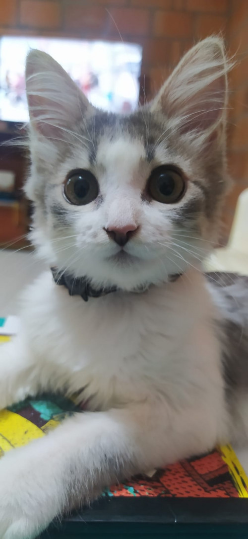 Kira