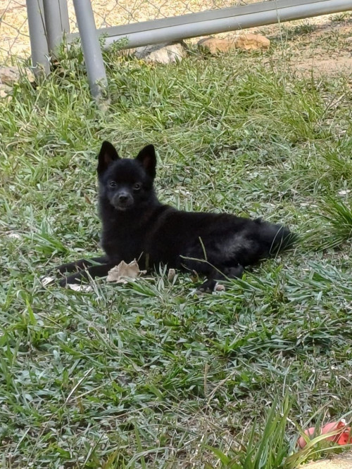 Blacky