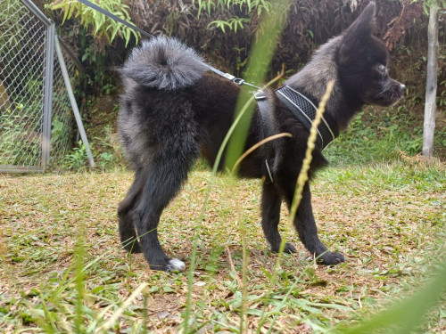 Blacky