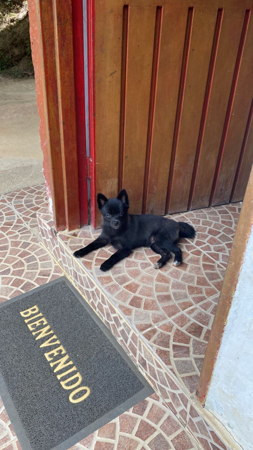 Blacky