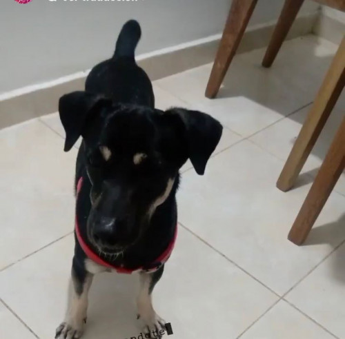 Negrito