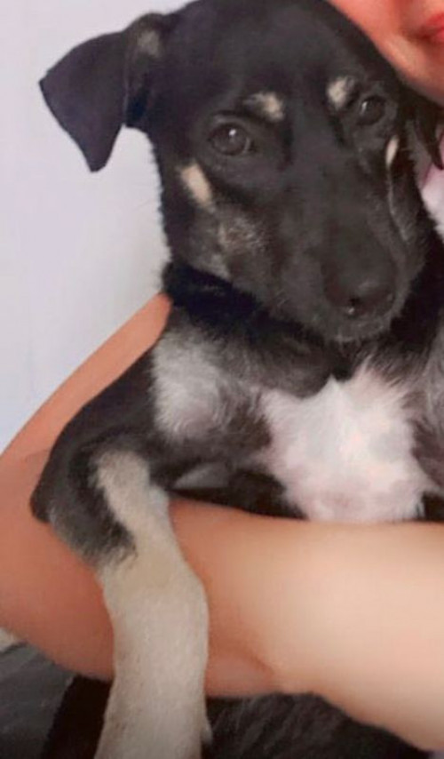 Negrito