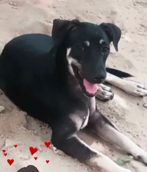 Negrito