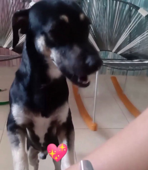 Negrito