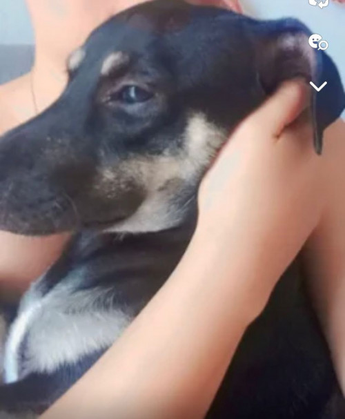 Negrito