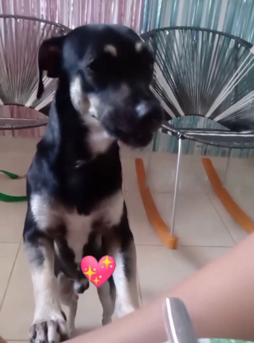 Negrito