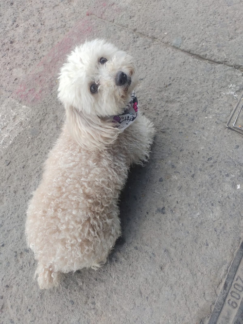 Perla