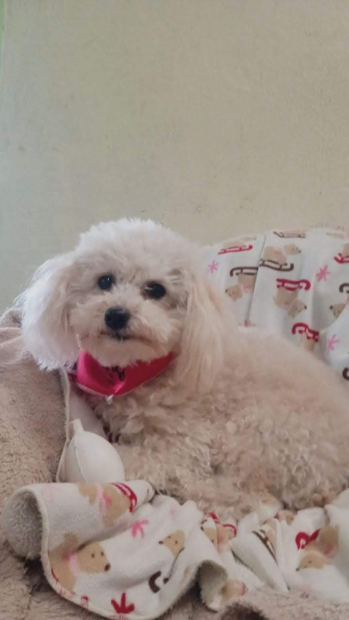 Perla
