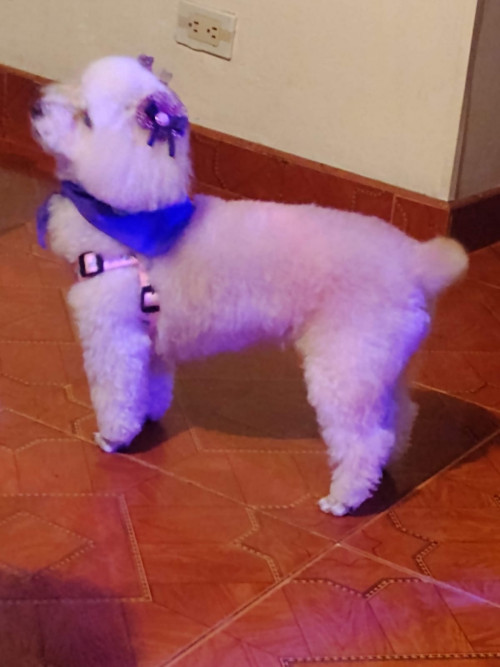 Perla