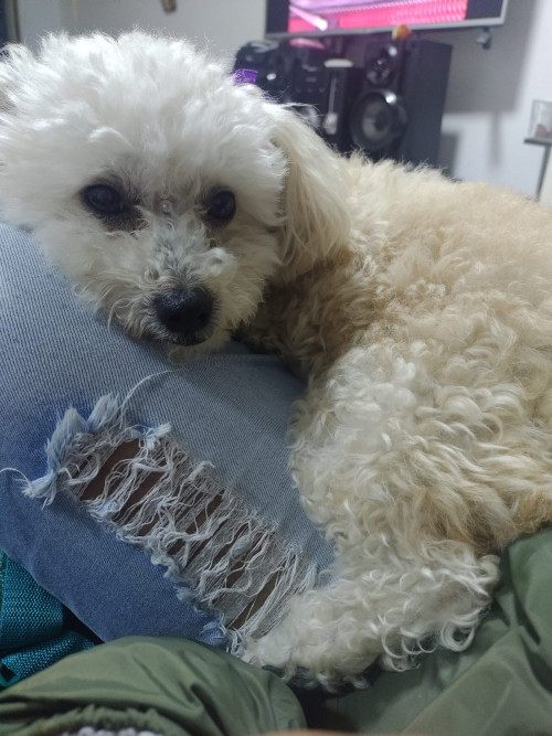 Perla
