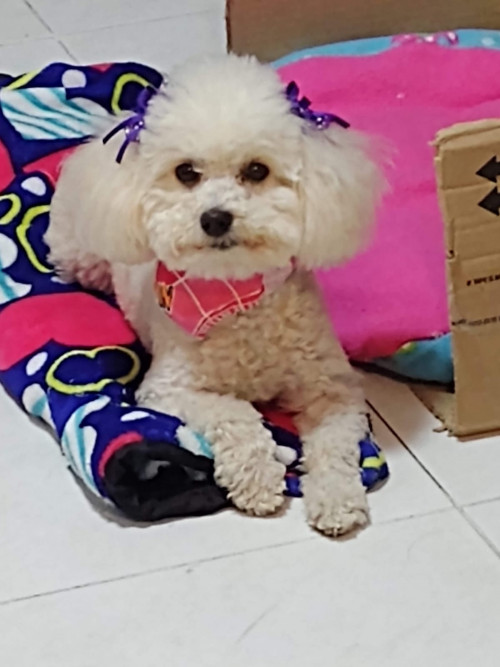 Perla