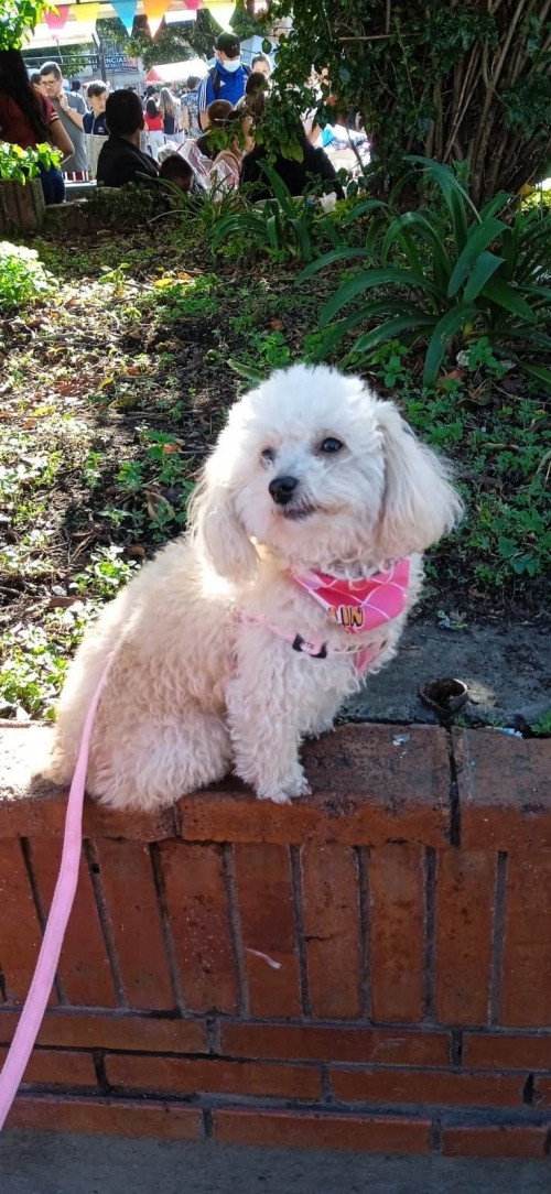 Perla