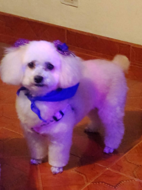 Perla