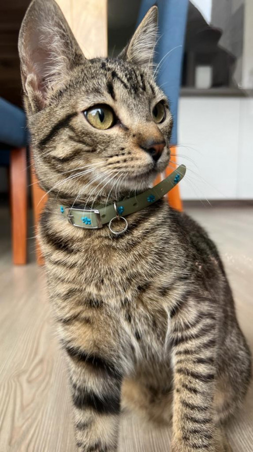 Missi