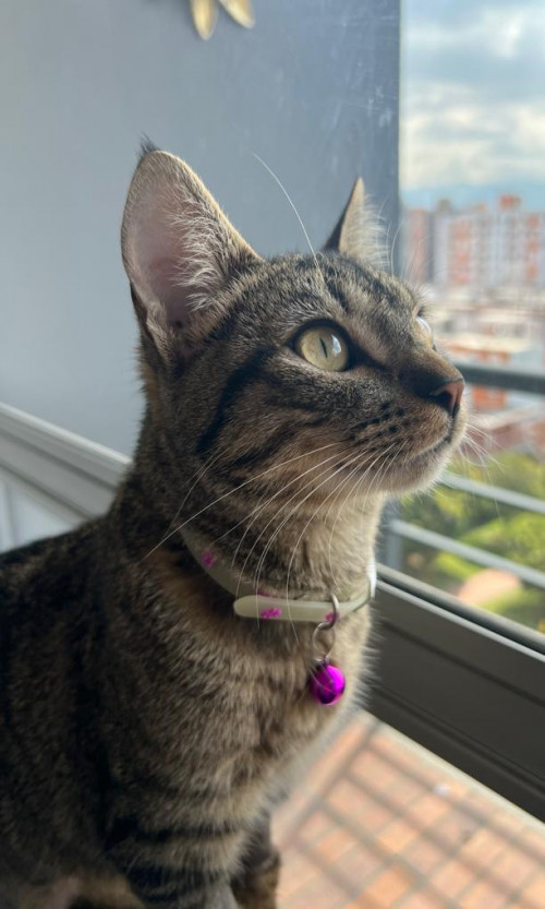 Missi