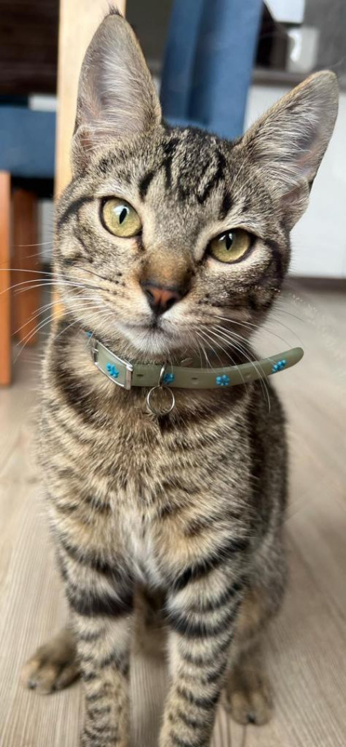 Missi