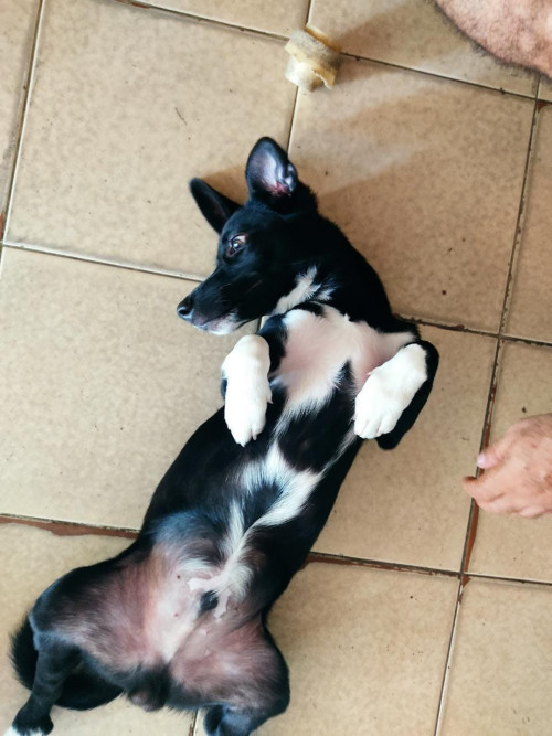 Ares