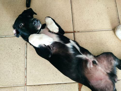 Ares
