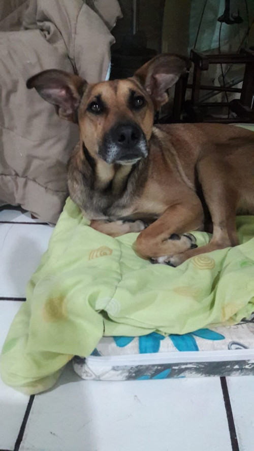Bennie