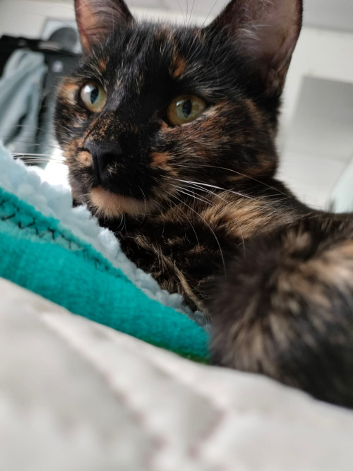 Vera