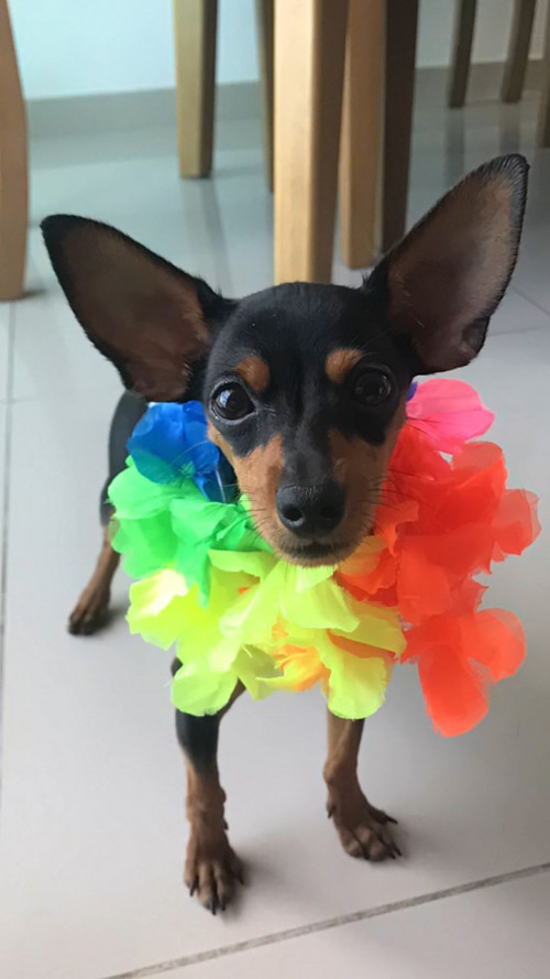 Toby