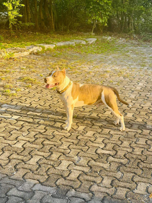 Luka