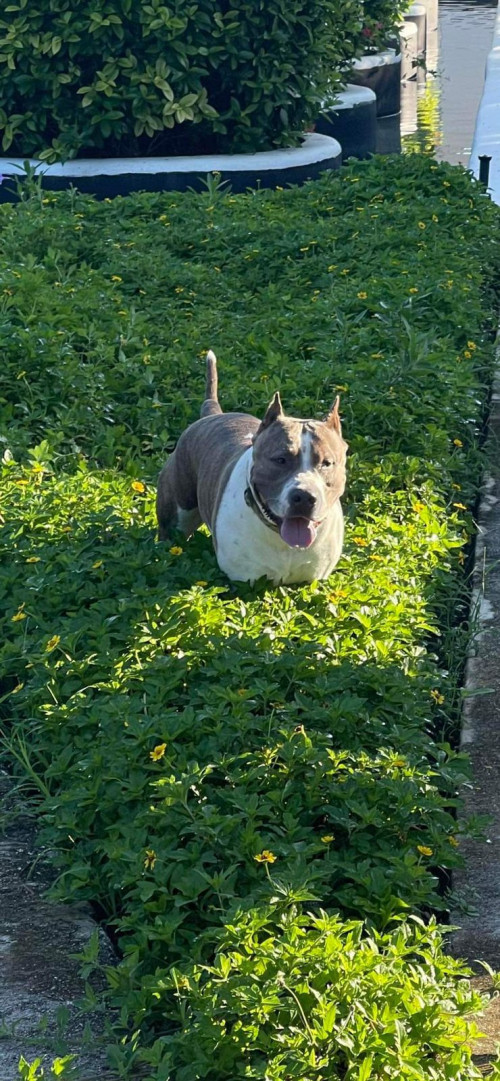 Luka
