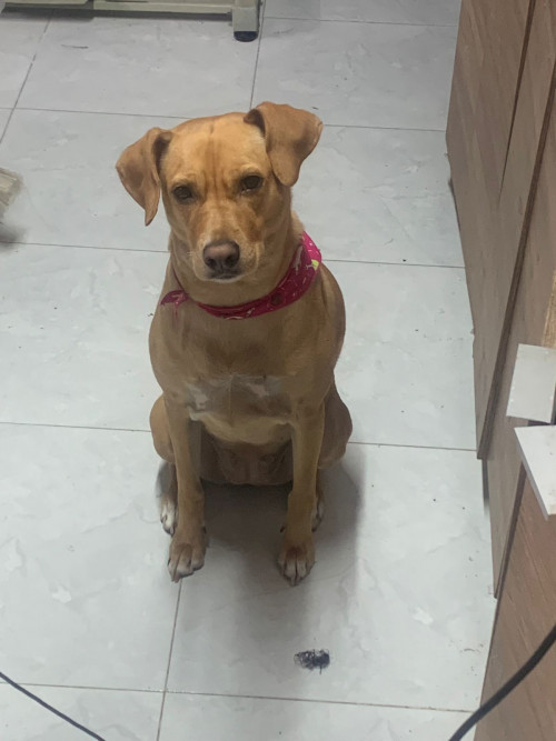 Maya