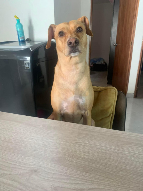 Maya