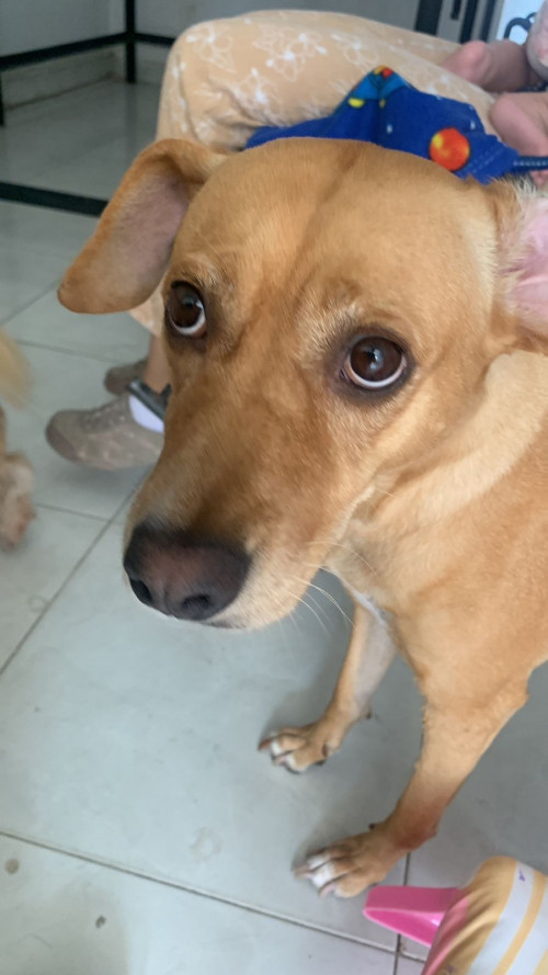 Maya