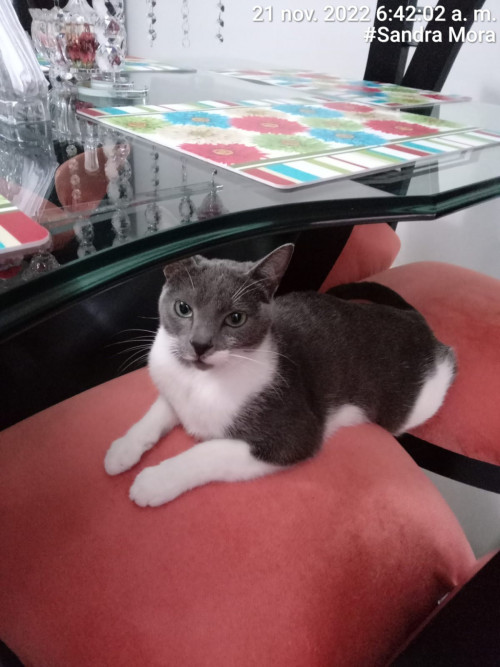 Paco O Pakito